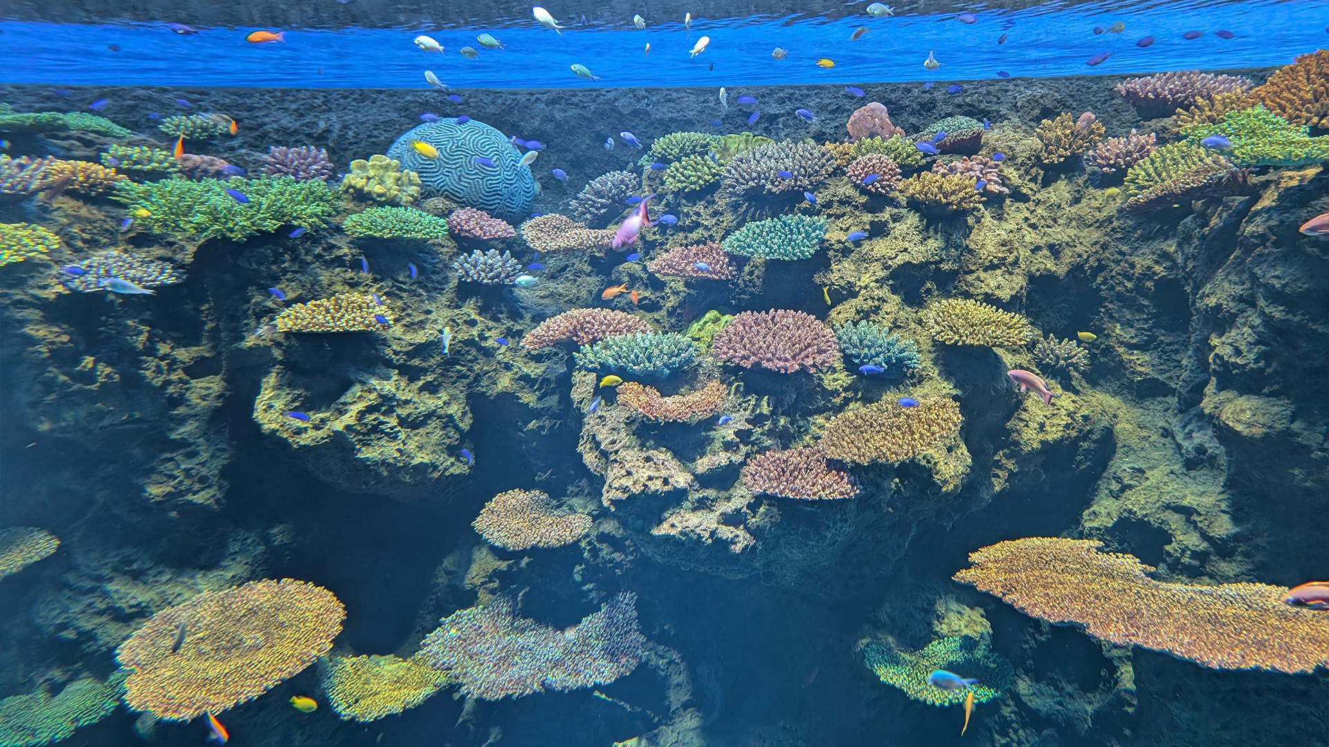 November 2024 Kaiyukan International Aquarium, Osaka, Japan:<br>  Renovate Great Barrier Reef   Ecologies Tanks.
