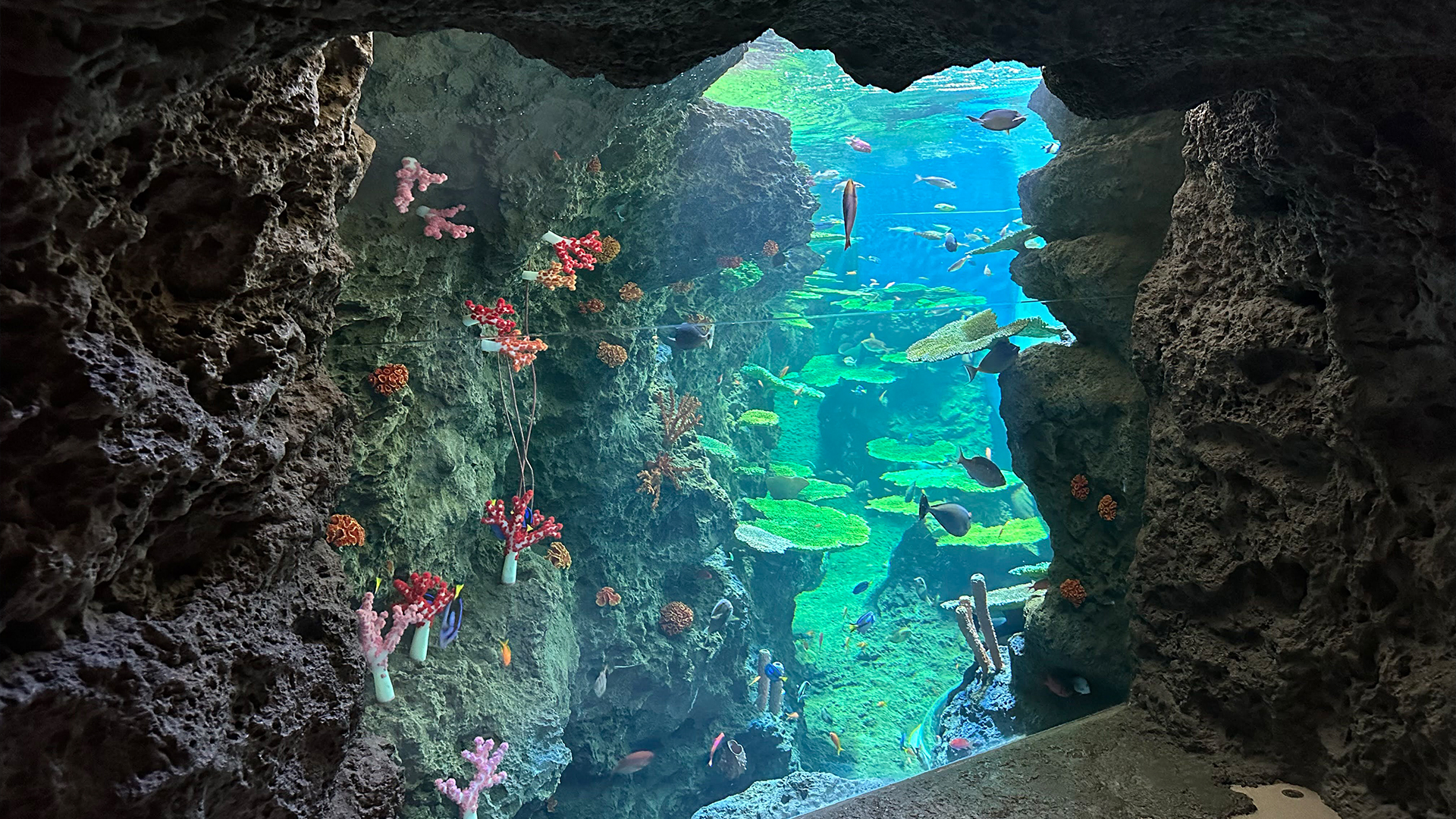 March 2024 Kamogawa Sea World Aquarium, Kamogawa, Japan:<br>  Tropical Island Ecologies Tanks.
