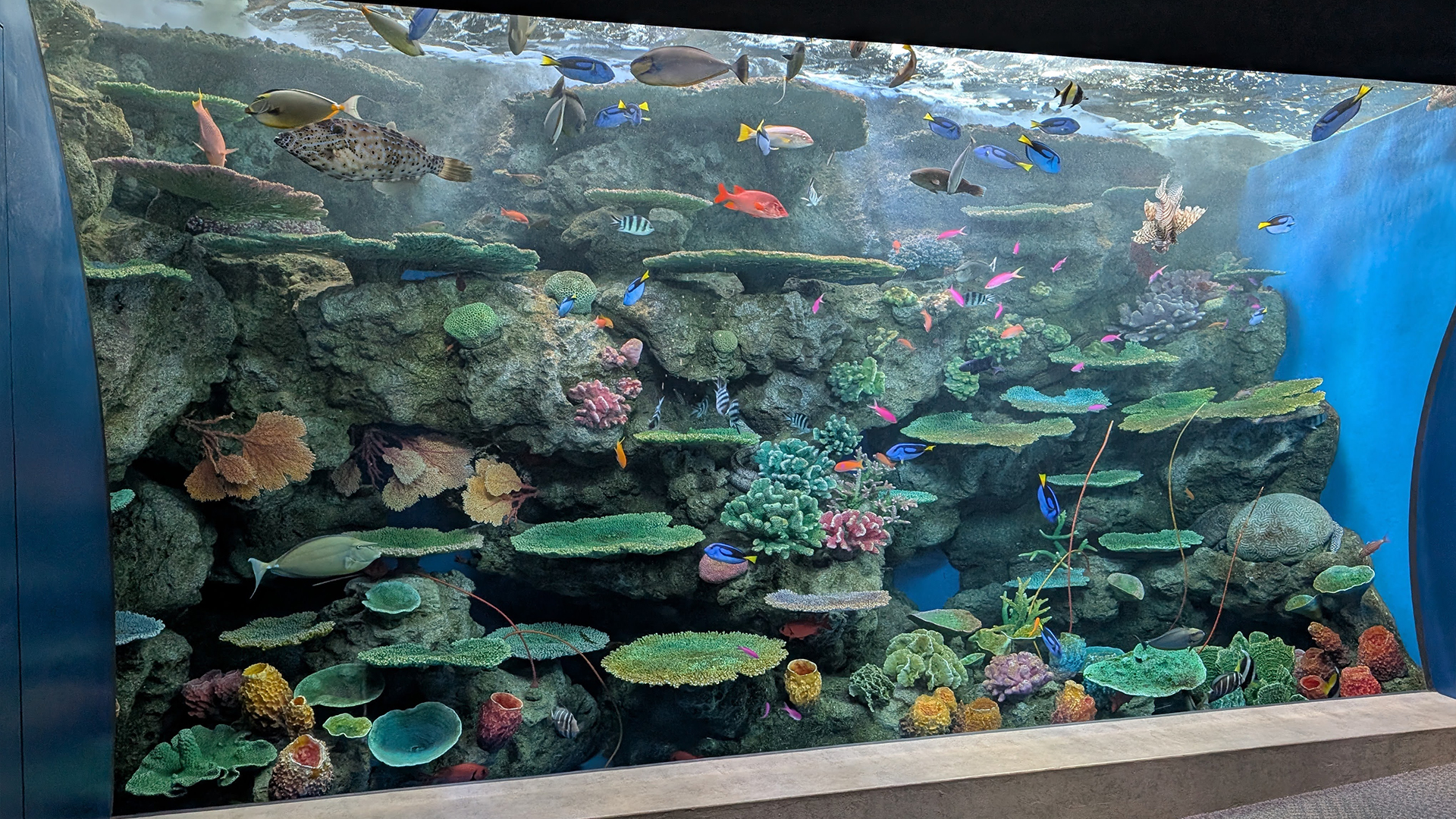  June 2024 Kobe Suma Sea World Aquarium, Suma, Japan:<br>  Tropical Life Reef Ecologies Tanks.